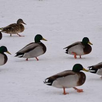 Profile Picture of Grover McCann (@GroverMcCann) on Twitter