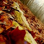 Savanna Schmidt - Instagram Profile Picture of Savanna Schmidt (@savanna_1616) on Instagram