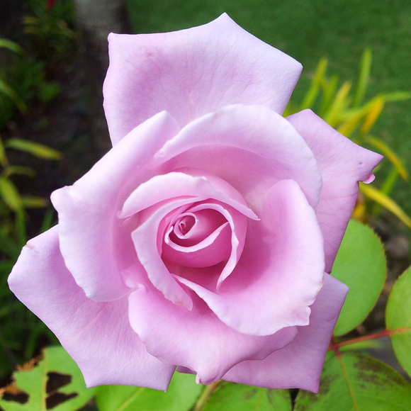 Trisha Kaneshiro - Poshmark Profile Picture of Trisha Kaneshiro (@starluver89) on Poshmark