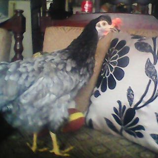 Profile Picture of Pamela Palma (@pamela.palma.9404362) on Facebook