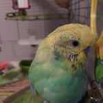 Profile Picture of Lucy Draper (@jadelovebird123) on Instagram