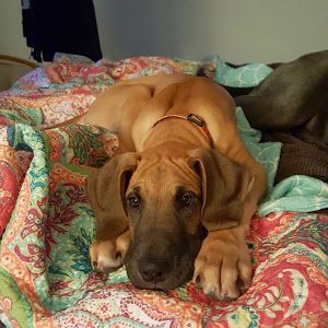 Profile Picture of Tara Laurent (@taralaurent0) on Tiktok