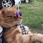 Profile Picture of ten_mark_camp△ (@milu_camp) on Instagram