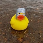 Profile Picture of Robert the Bruce Duck (@robert_the_bruce_duck_) on Instagram