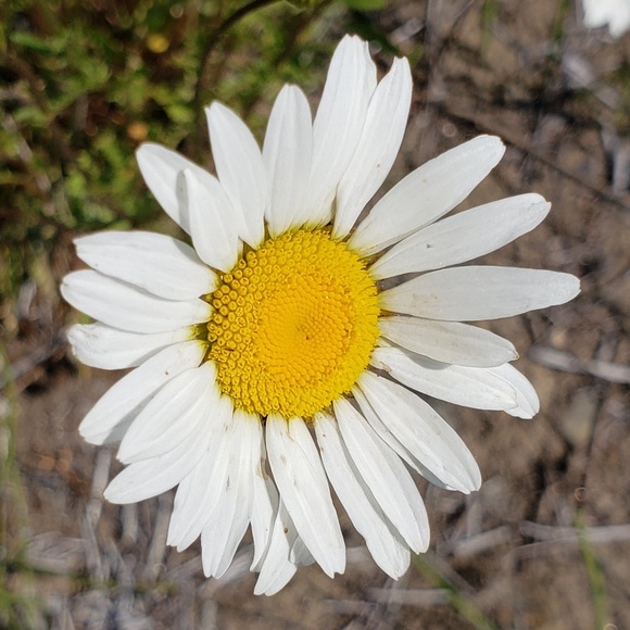 Profile Picture of Caroline Knopes (@cknopes) on Poshmark