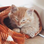 Profile Picture of Sherbert Aguilar-Swanson (@shenanigansofsherbert) on Instagram