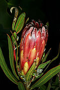 Profile Picture of Protea burchellii - Wikipediaon Wikipedia