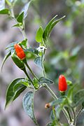 Profile Picture of Pequin pepper - Wikipediaon Wikipedia