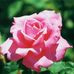 Profile Picture of Jena Rawat (@jena.rawat.35) on Facebook