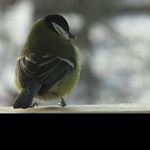 Profile Picture of raymond_craigk (@raymond_craigk) on Instagram