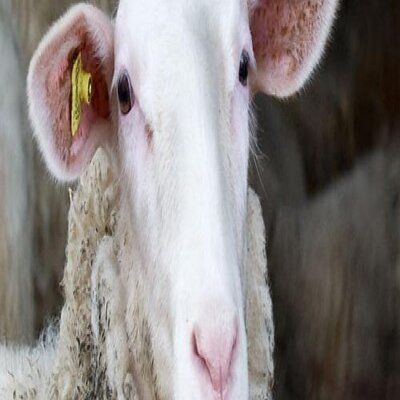 Profile Picture of Stoyan Bogashev (@samsisto) on Twitter