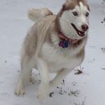 Profile Picture of Chris Harruff (@h_chris__) on Instagram