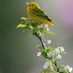 Profile Picture of Anabel Alcantara (@anabelan22) on Instagram