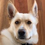 Profile Picture of rusty 🐾 (@rustythewhitegermanshepherd) on Instagram