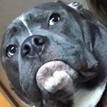 Dennis 🐾 - Instagram Profile Picture of Dennis 🐾 (@dennis.staffy.bulldog) on Instagram