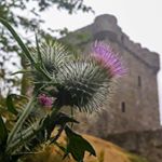 Profile Picture of Alba Scotland (Official) (@alba.scotland) on Instagram