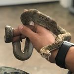 Profile Picture of Charles Hance (@terminal_reptiles) on Instagram