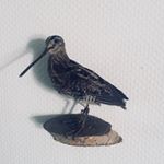 Profile Picture of Christian Cordes (@we_got_by) on Instagram