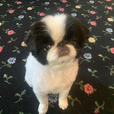 Profile Picture of Amy DeVoe (@AmyDeVoe4) on Twitter