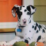 Profile Picture of Cooper Morrow (@greatdcooper) on Instagram