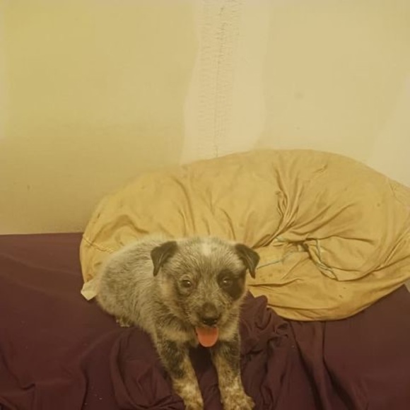 Profile Picture of Michael Bean (@texasfox1977) on Poshmark