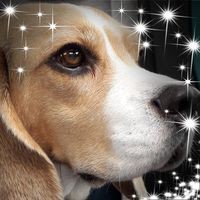 Profile Picture of Bob Beagle (@bob-beagle-4) on Quora