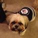 Profile Picture of Amanda Newman (@brutus3511) on Pinterest