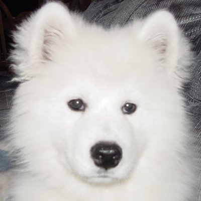 Liz - Twitter Profile Picture of Liz (@theRockLizard) on Twitter