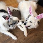 Profile Picture of ☺️Trapper Willie & Jolene😈 (@trapperjolene) on Instagram
