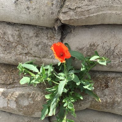 Profile Picture of Dan Bouchard (@BcromeoDan) on Twitter