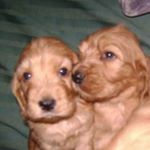 Profile Picture of janis y amy cocker ingles (@cocker_ingles_janis_y_amy) on Instagram