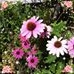 Profile Picture of Phyllis NeugebauerBoone (@phyllis.boone.79) on Facebook