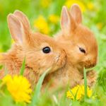 Profile Picture of Rabbit (@rabbit.ins.gram) on Instagram