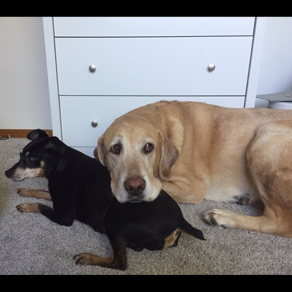 Profile Picture of Tiffany Strader (@tmwood528) on Poshmark