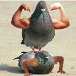 Profile Picture of Sir John Scace (@sirjohnscace) on Instagram