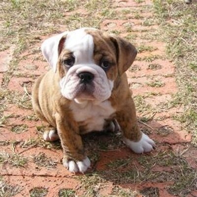 Profile Picture of Jake Perz (@Gojuro) on Twitter