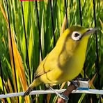 Profile Picture of Celepuk Alas (@Celepuk-Alas) on Facebook