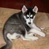 Profile Picture of Cody (@cody_thehusky) on Tiktok