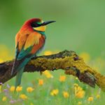 Profile Picture of Ray Chelsa Hollister (@ray_and_friends) on Instagram