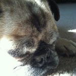 Profile Picture of Joshua Frank (@joshuafrank9441) on Instagram