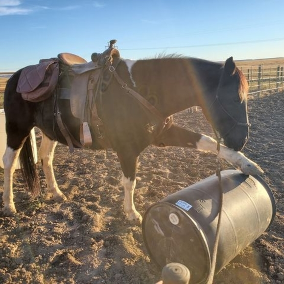 Profile Picture of Roxanne Gates (@highdesertsun) on Poshmark