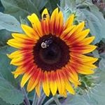 Profile Picture of Julia Vereen (@julygirl530) on Instagram