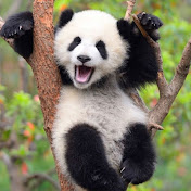 Profile Picture of Evan Tsai (@vacationvideos4591) on Youtube