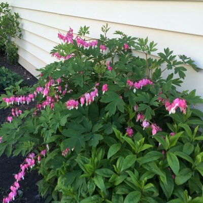 Profile Picture of Shelley Pohlman (@pohlman_rocky) on Twitter