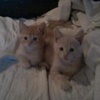 Profile Picture of Sam & Garfield (@@sam.et.garfield) on Tiktok