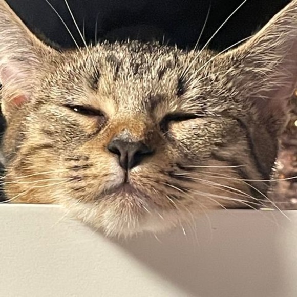 Profile Picture of Emerson Freberg (@emersonfreberg) on Poshmark