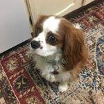 Profile Picture of Kim White-Balinski 🐶 (@jaylopuc8) on Instagram