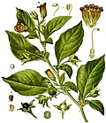 Profile Picture of Atropa belladonna - Wikipediaon Wikipedia