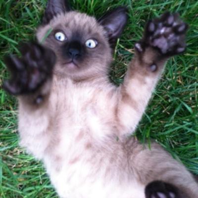 Profile Picture of Big Daddy Clay (@BigHuckaba) on Twitter