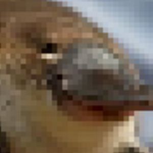 Profile Picture of Aaron Polum (@aaronpolum) on Tiktok